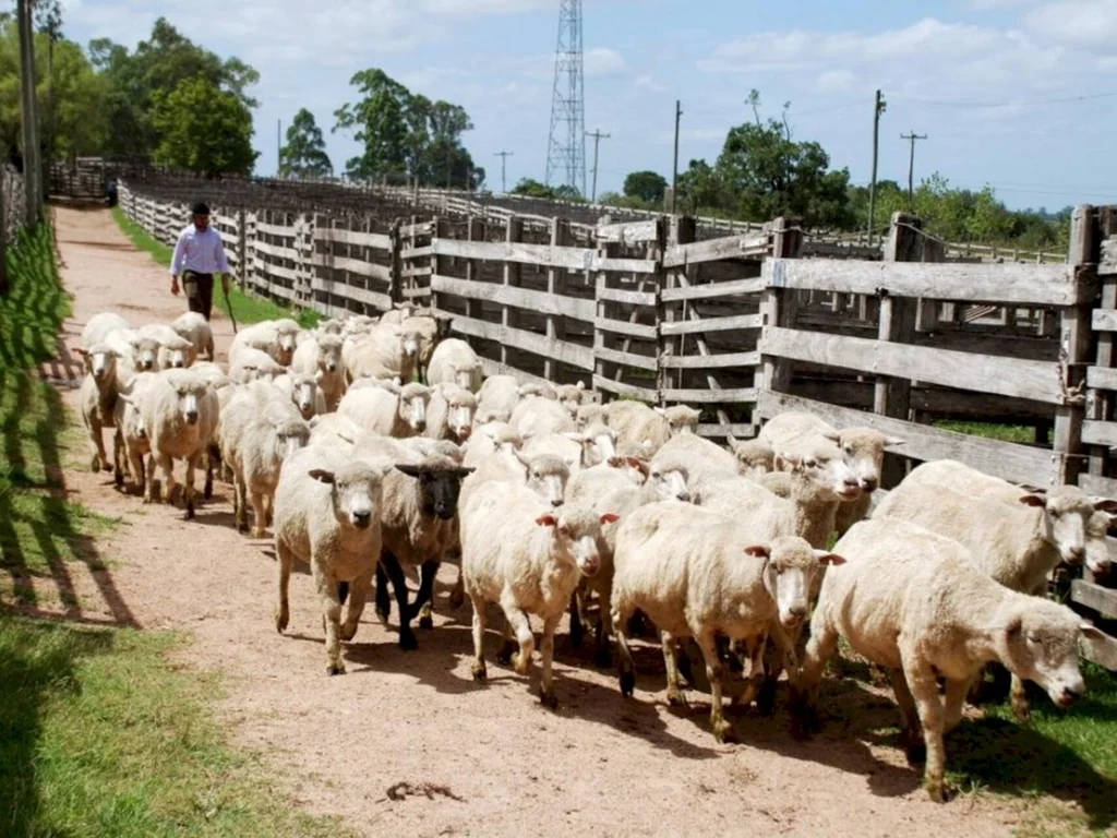 Feovelha entra no calendário oficial do Estado