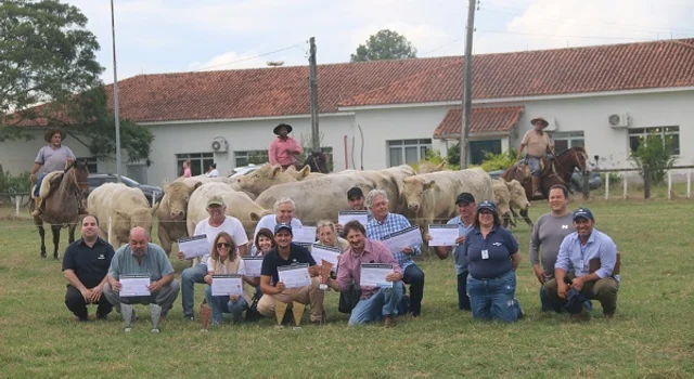 Avaliações revelam potencial genético da raça Charolês