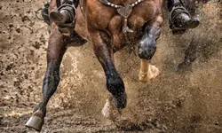 Filhote de dois dias é um dos primeiros a chegar no parque