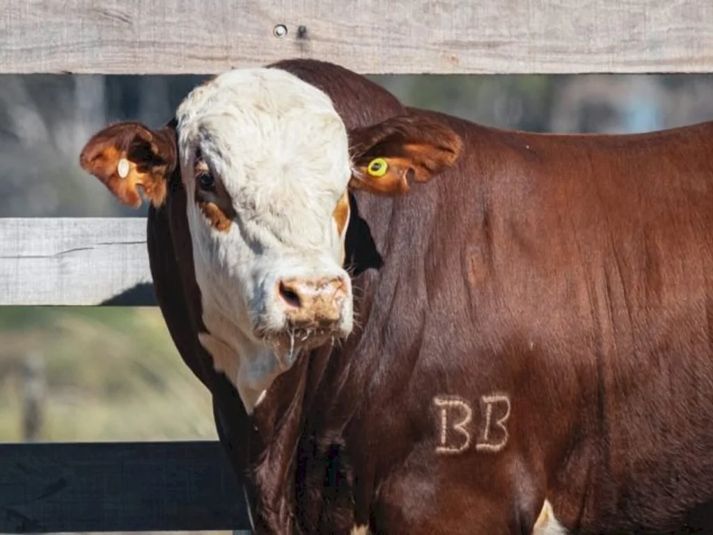 Conselho amplia obrigatoriedade do DNA