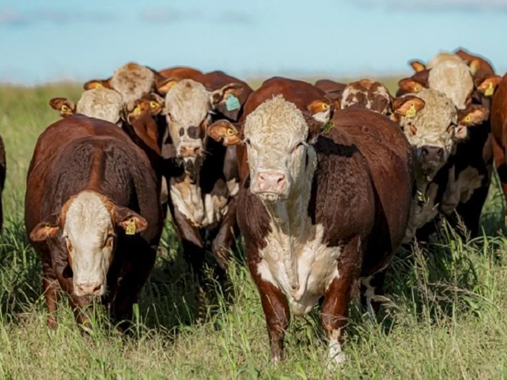 Animais de Dom Pedrito se destacam em prova na Embrapa