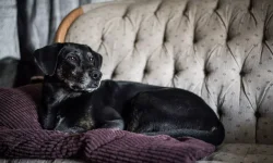 Pré-Carnaval mobiliza bageenses e define soberanas