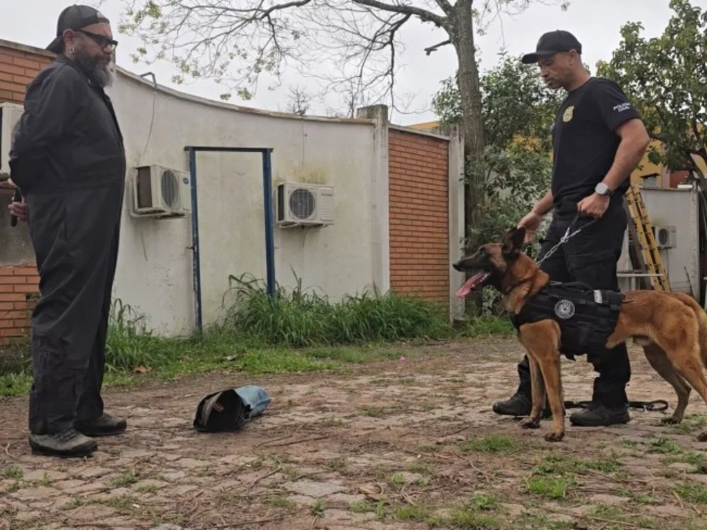Cães atuam no combate ao tráfico e criam laços de confiança com policiais