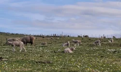 Distrito de Palmas reivindica escola e frigorífico