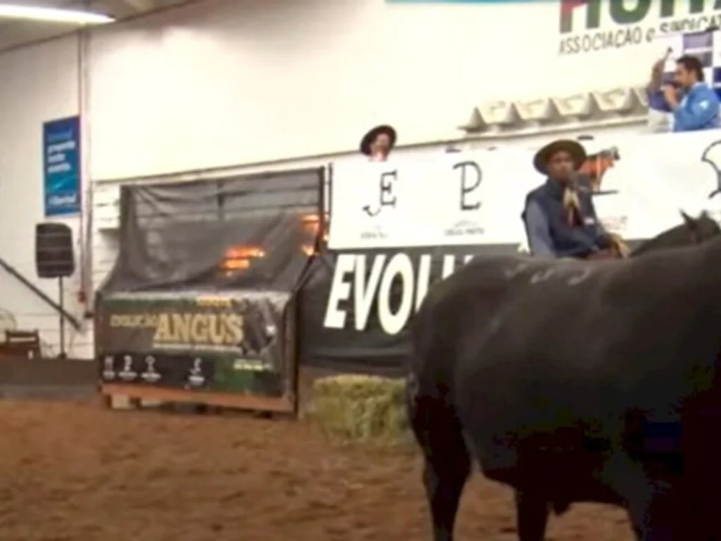 Remate Evolução Angus fatura R$ 990 mil em Bagé