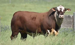 Associação define exposição especial Hereford e Braford