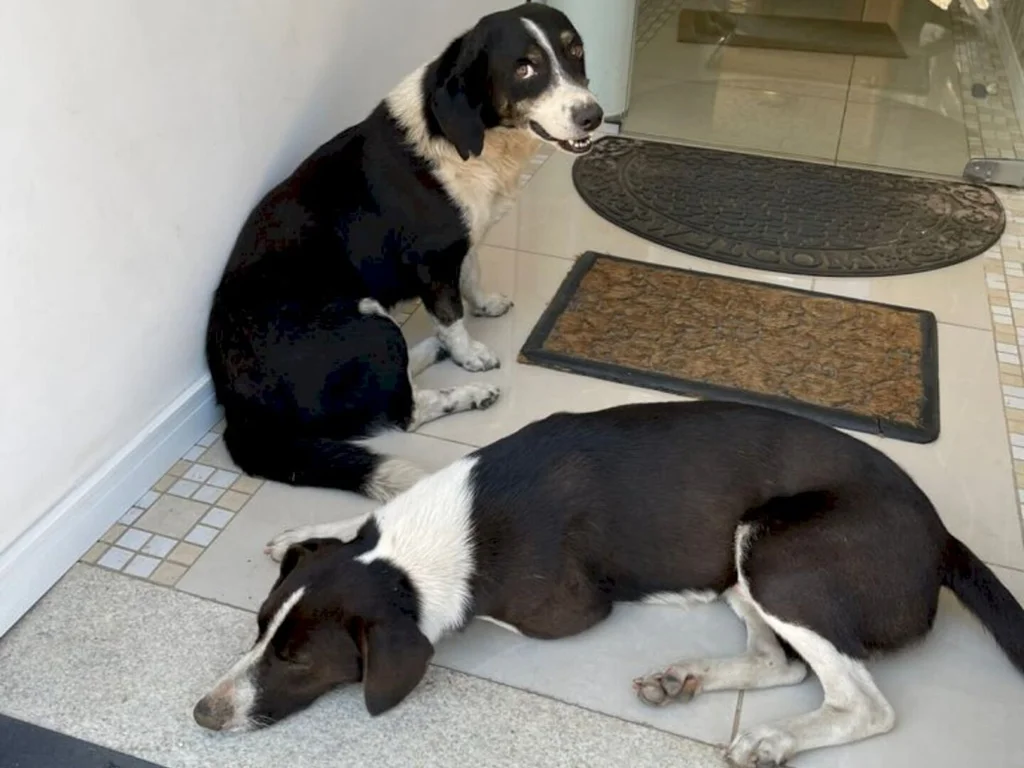 Aumenta abandono de animais na praça da Estação