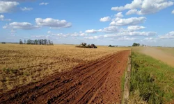 Custos para produção de soja e milho apresentam alta