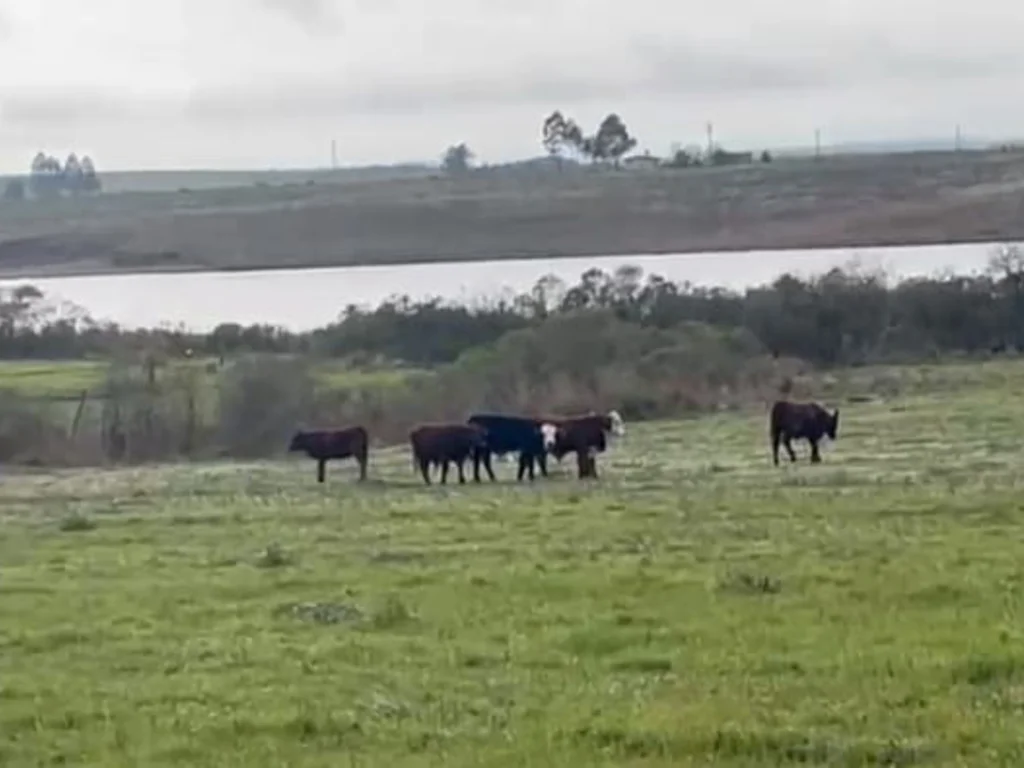 Polícia apreende 44 bovinos em ação contra furto de gado