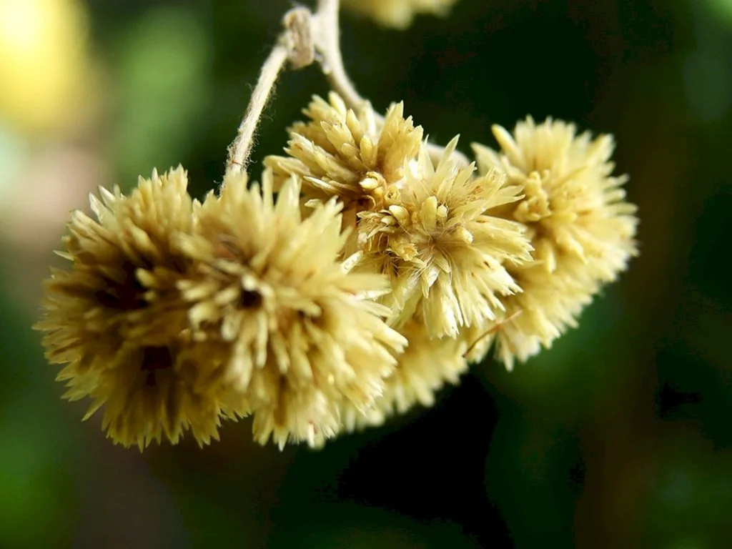 Revista Marcela vai publicar e premiar artistas da região