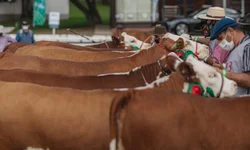 Rebanho sofre com perda de peso devido à estiagem