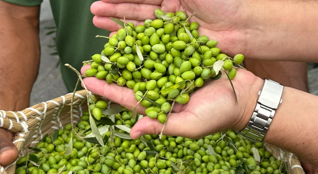 Colheita oficial de azeitonas marca novo momento da olivicultura