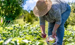 Custos para produção de soja e milho apresentam alta