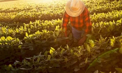 Operação Fênix realiza prisões e apreensões