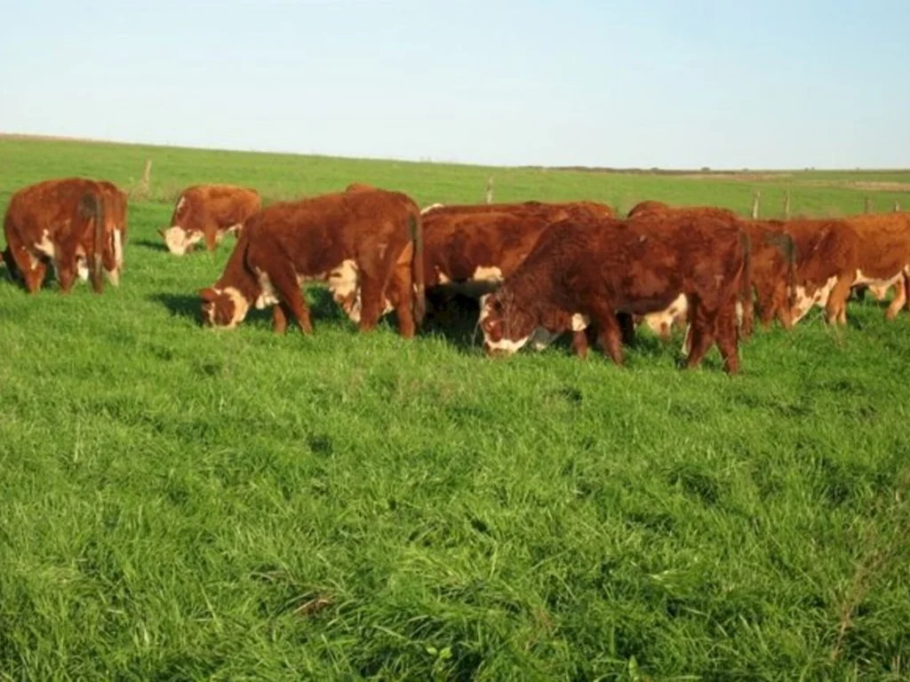 A importâncias das pastagens de inverno