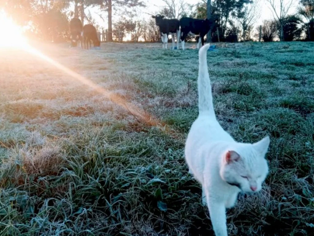 Começo da primavera terá até geada