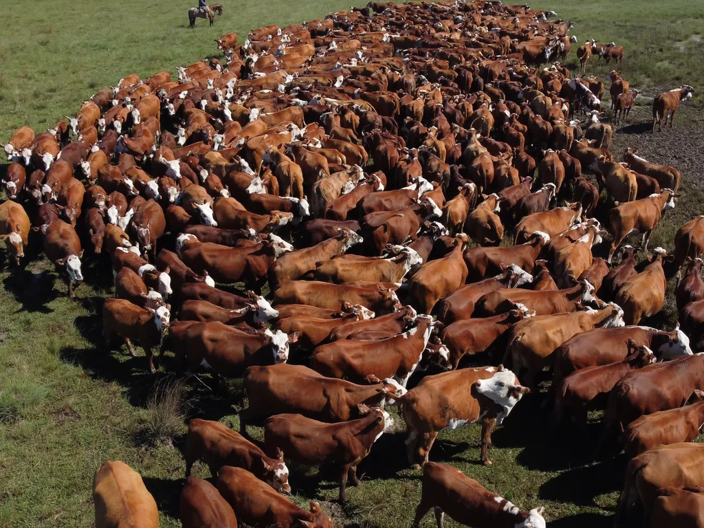 Mais de 1,7 mil animais foram comercializados em 2024