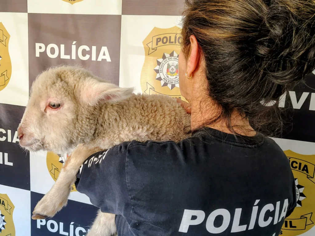 Ovino em maus-tratos é resgatado em apartamento da Cohab
