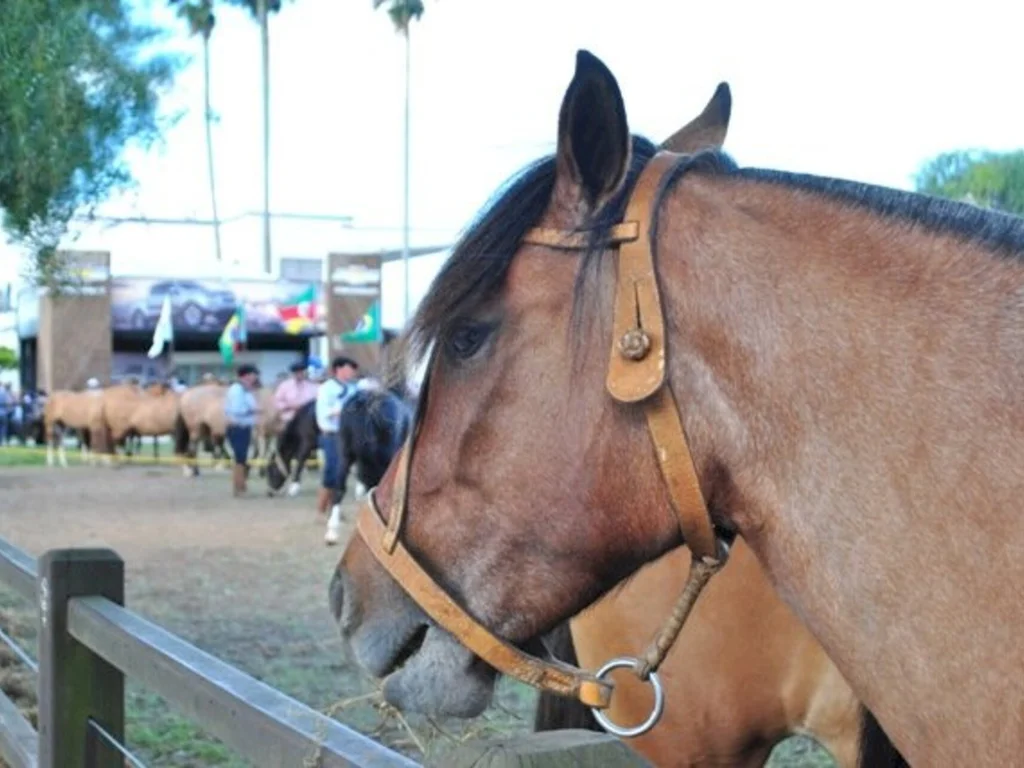 Começa a feira de rústicos mais antiga do Brasil
