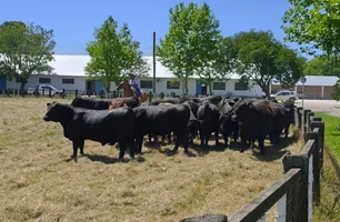 Selo aposta na ciência para fortalecer mercado de carnes