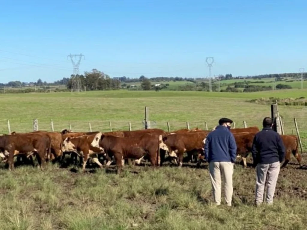 Associação e Embrapa  divulgam resultados  de pesagem