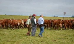 PampaPlus antecipa prazo