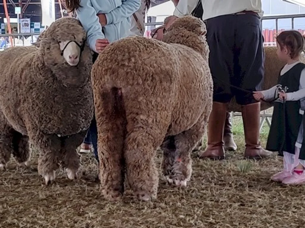 Bageense participa da prova ‘Puxador do Futuro’