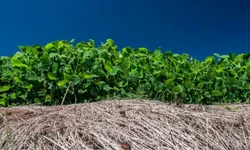 Cadastro para agricultores é atualizado