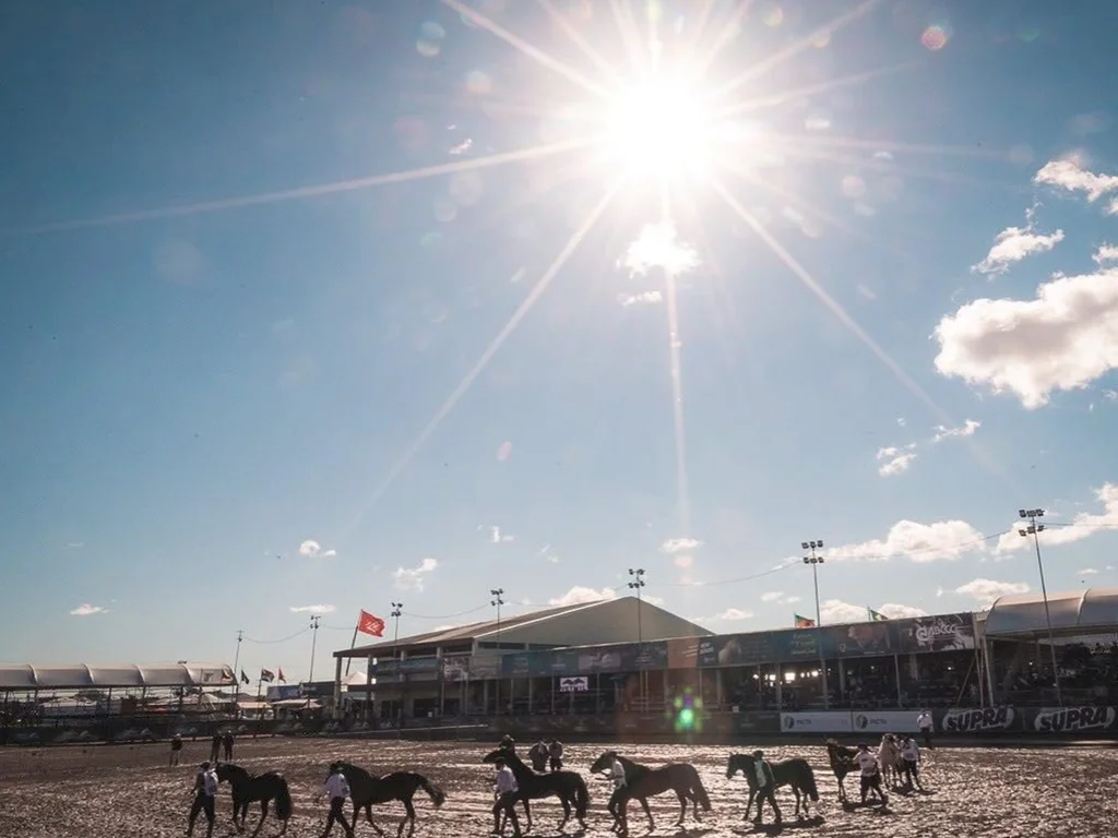 Categoria machos são avaliados no primeiro dia de Morfologia