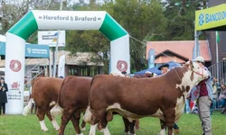 Cabanhas de Bagé arrebatam prêmios na Expointer
