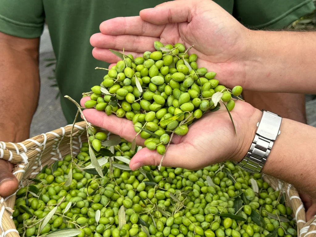 Colheita oficial de azeitonas marca novo momento da olivicultura