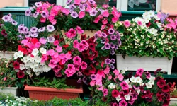 Onde assistir cada um dos vencedores do Oscar