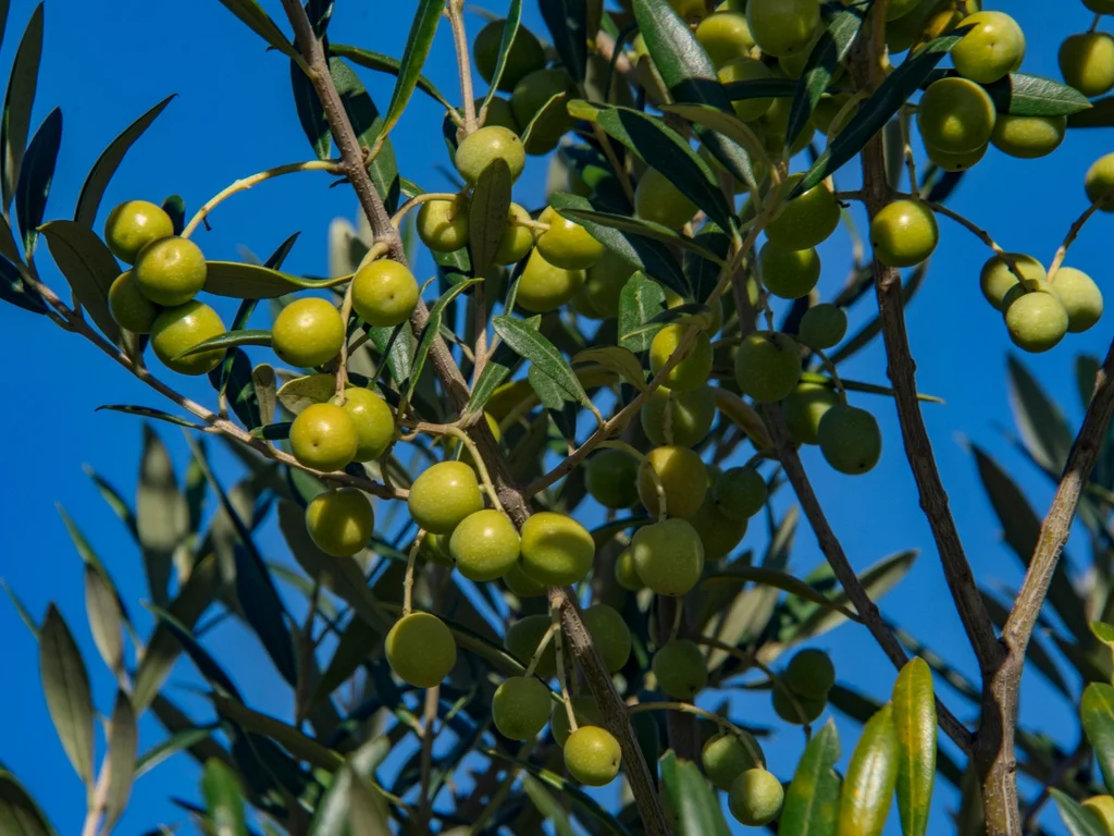 Metade Sul concentra maiores áreas de oliveiras no Estado