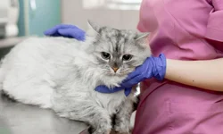 MDB irá sacramentar pré-candidato no domingo