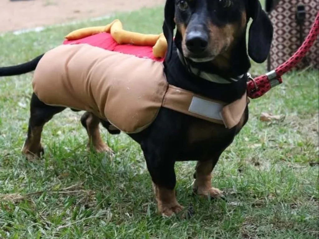 Carnaval Animal reúne pets e tutores em evento solidário