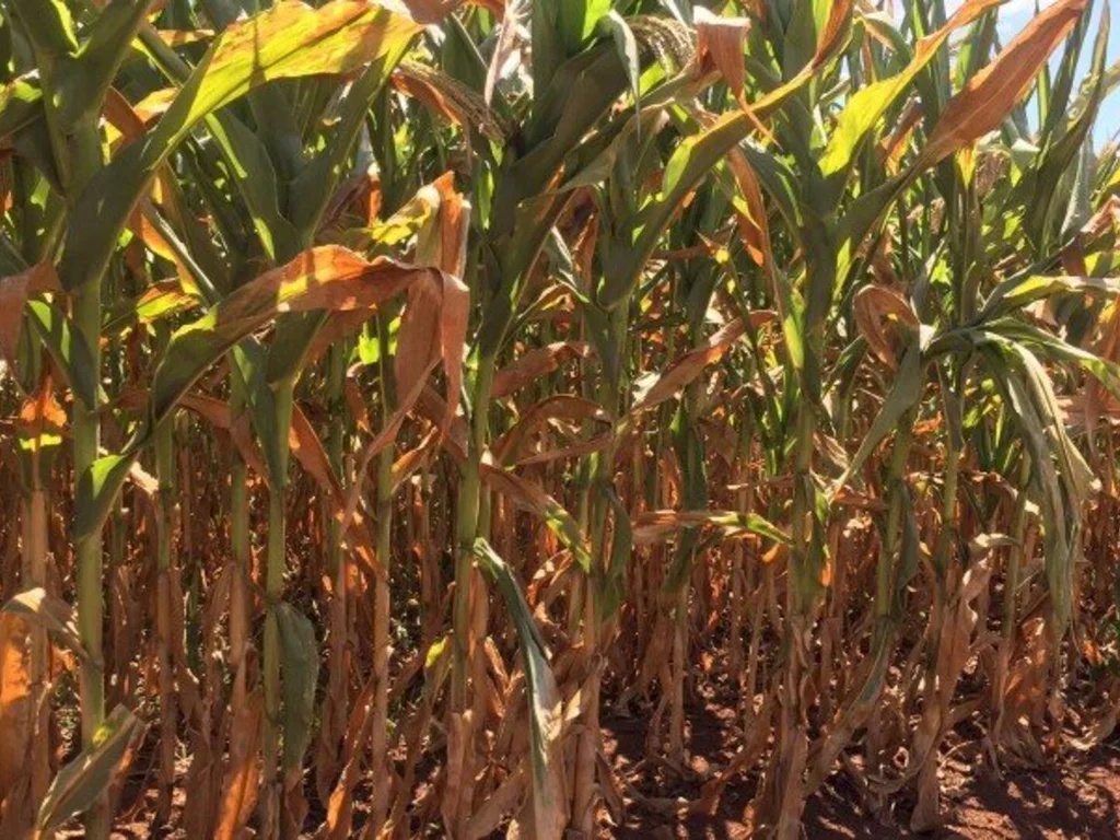 Falta de chuva provoca quebra na produção de grãos