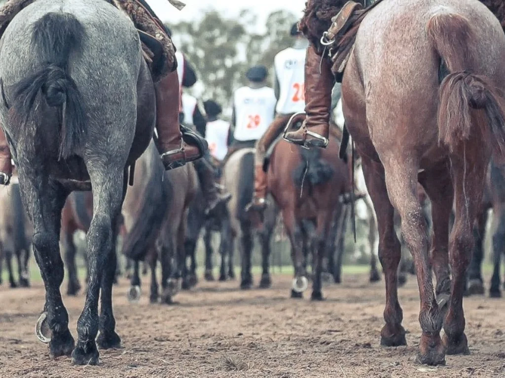 Inscrições para marcha da raça Crioula estão abertas