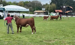 ANC abre inscrições de exemplares para a Expointer 2022