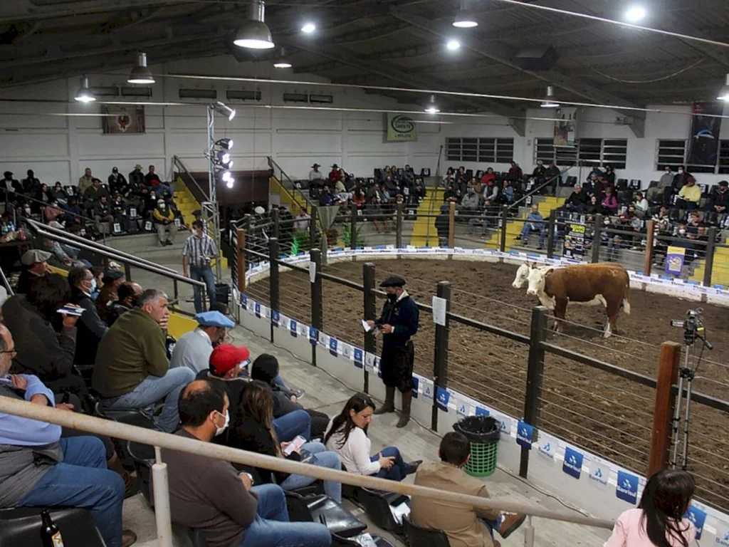 Temporada de leilões da raças Hereford e Braford  registra crescimento