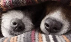 Asilo pede doações de leite