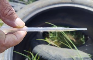 Focos de Aedes aegypti são identificados em 10 bairros