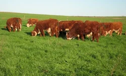 Abertas inscrições para fórum sobre Febre Aftosa