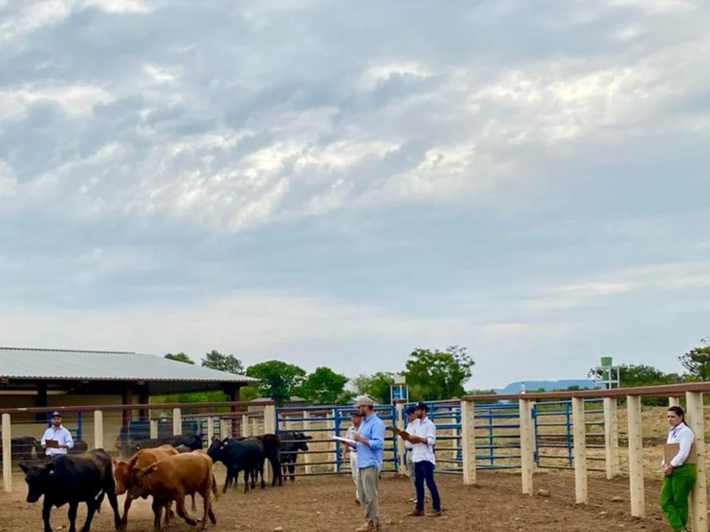 Inspetores de raças Angus passam por qualificação