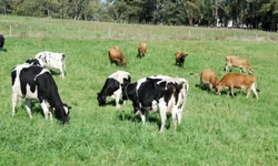 Governo gaúcho irá aportar recursos para agricultores