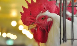 Medicina e Direito deverão ser exclusivamente presenciais