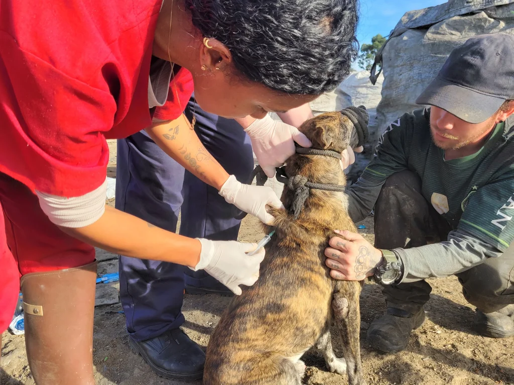 Ação leva castração e cuidados a animais do Aterro