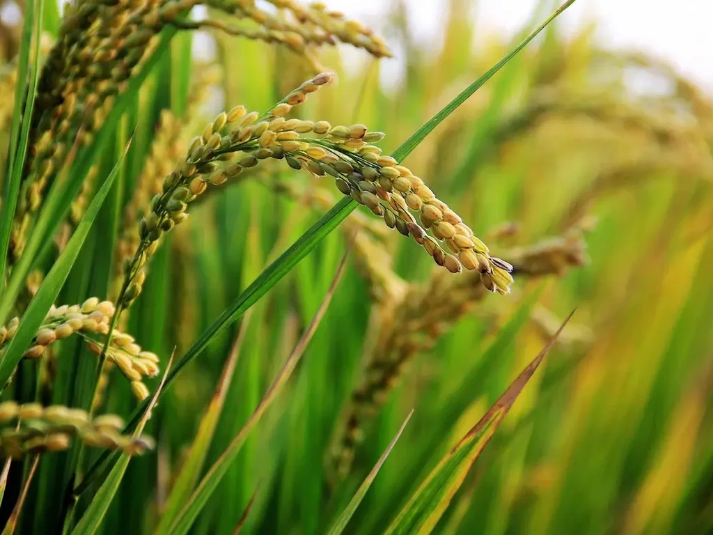 Colheita avança e oferta reduzida sustenta preços do arroz