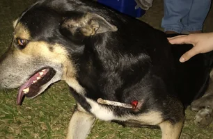 Cão comunitário é torturado com barra de ferro em Bagé