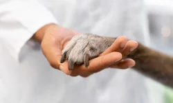 Civil apreende celulares e carregadores em cela