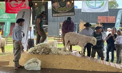 Concurso de lã movimenta julgamentos de ovinos